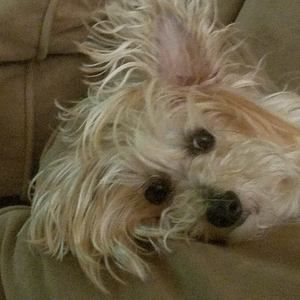 Meet your Posher, Regina